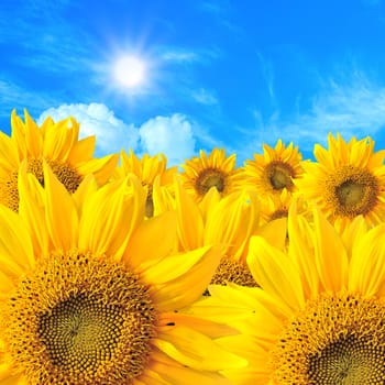 Blooming field of sunflowers on blue sky