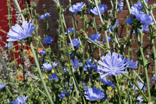 blue flower of chicory in the light of the morning sun