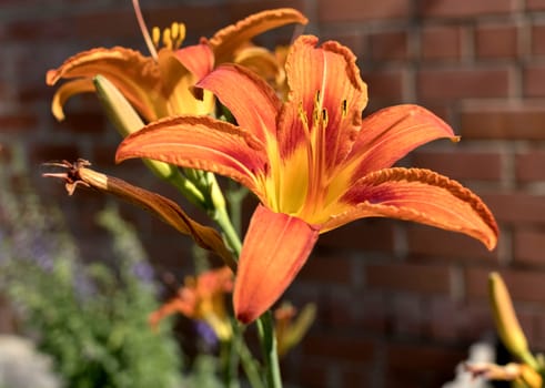 orange tiger Lily flower on blurred nature background,soft focus