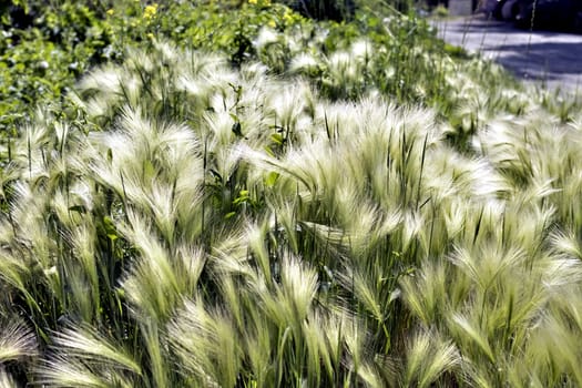 steppe feather grass illuminated by contour sun