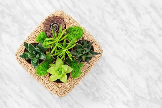 Home decor arrangement with succulent plants and moss, on marble background.