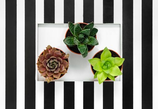 Green succulent plants on black and white striped background. Stylish home decor.