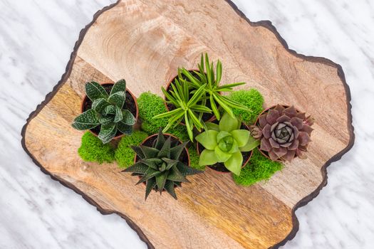 Plants arrangement with succulents and moss, on a beautiful wooden surface.