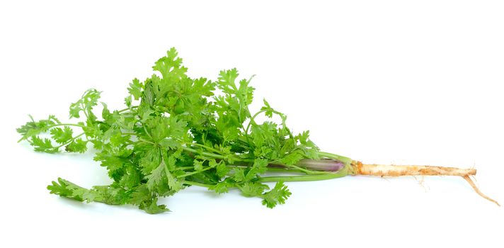 Coriander on white background