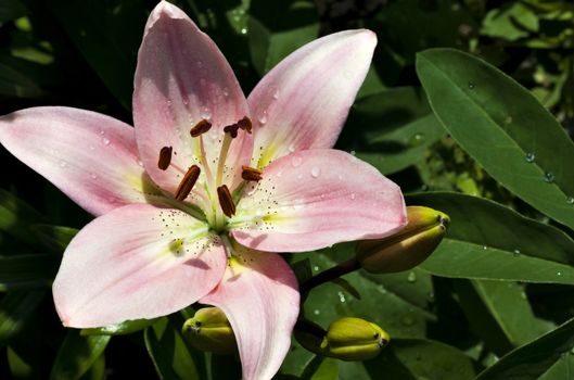 pink tiger Lily with dew drops in morning sunlight