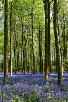 Bluebells in Wepham Woods