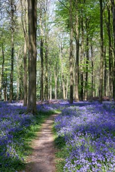 Bluebells in Wepham Woods