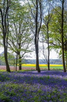 Bluebells in Wepham Wood