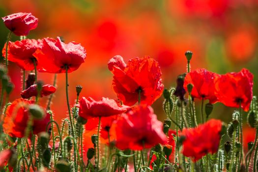 Field of Poppies in Sussex