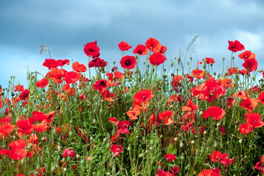 Field of Poppies in Sussex