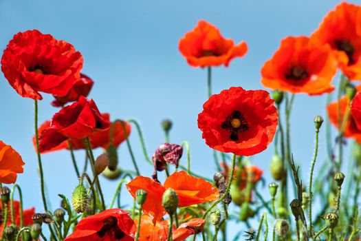 Field of Poppies in Sussex