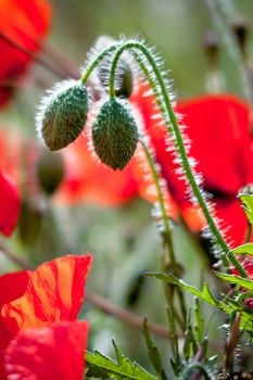 Field of Poppies in Sussex