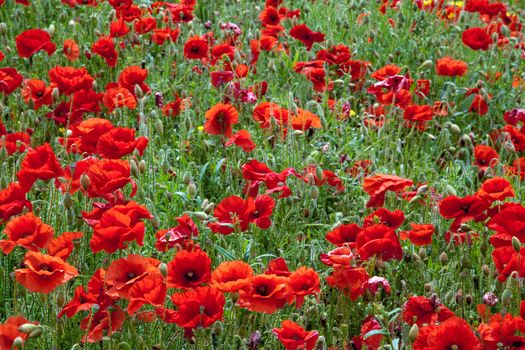 Field of Poppies in Sussex