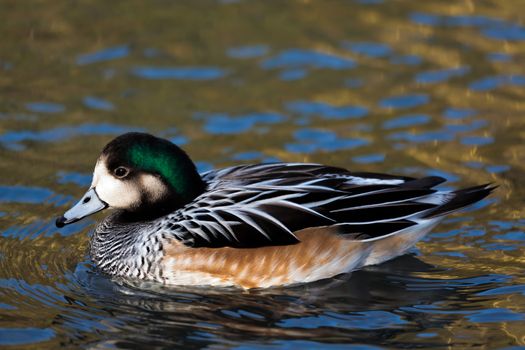 Chiloe Wigeon (Anas sibilatrix)