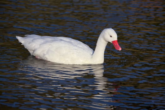 Coscoroba Swan (Coscoroba coscoroba)