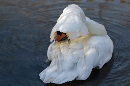 Mute Swan (Cygnus olor)