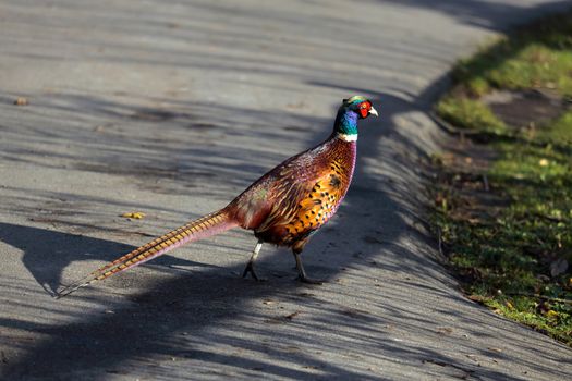 Common Pheasant (Phasianus colchicus)