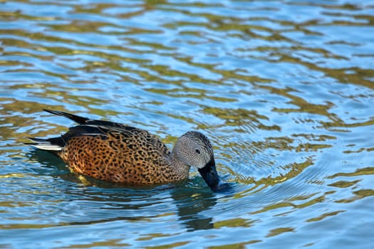 Cape Shoveler (Anas smithii)