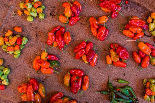 Colorful organic red paprika being sold at local food market.