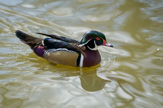 Wood Duck or Carolina Duck  (Aix sponsa)