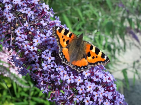 Small Tortoiseshell (Aglais urticae) Feeding on a Buddleia