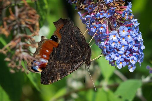 European Peacock Butterfly (Inachis io) Feeding on Buddleia Blossom