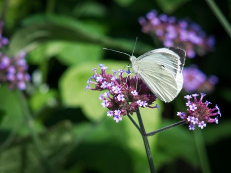 Small White (Pieris rapae) Butterfly