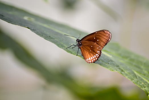 Common Crow Butterfly (Euploea core)