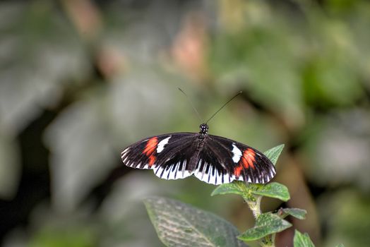 Postman Butterfly (Heliconius melpomene)