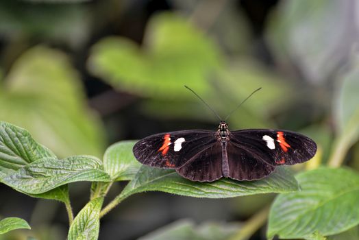 Postman Butterfly (Heliconius melpomene)