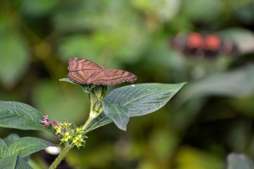 Chocolate Pansy or Chocolate Soldier Butterfly (Junonia iphita)