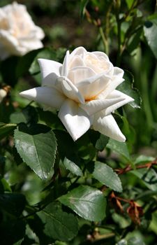 beautiful cream rose in bright morning sunlight