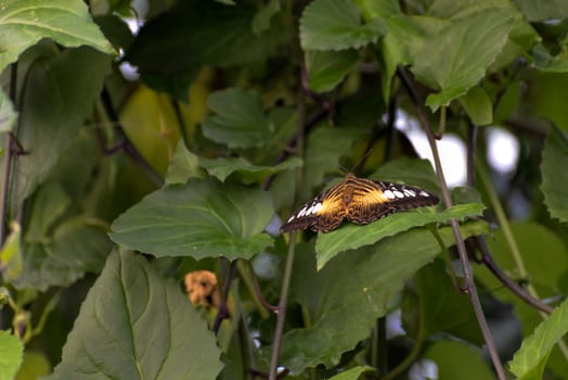 Clipper Butterfly (Parthenos sylvia)