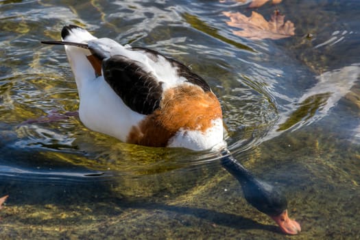 Common Shelduck (Tadorna tadorna)