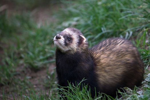 European Polecat (Mustela putorius)