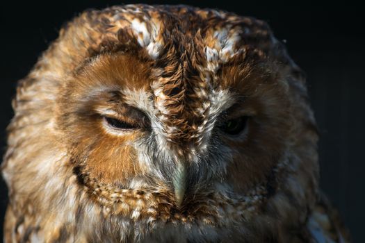 Tawny Owl (Strix aluco)