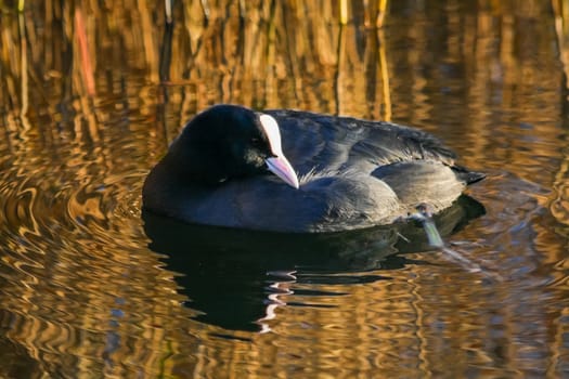 Coot bathed in golden reflections