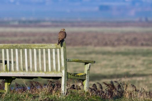 Kestrel sitting on a bench enjoying the evening sunlight