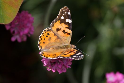 Close-up of a Painted Lady (Vanessa cardui) Butterfly