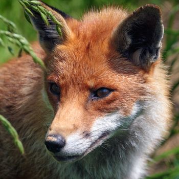 Close-up of a Red Fox (Vulpes vulpes)