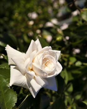 beautiful cream rose in bright morning sunlight