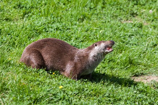 Eurasian Otter (Lutra lutra) in natural habitat