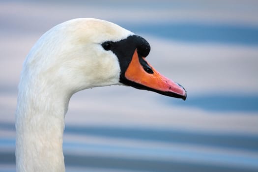 Mute Swan (Cygnus olor) at Warnham Nature Reserve