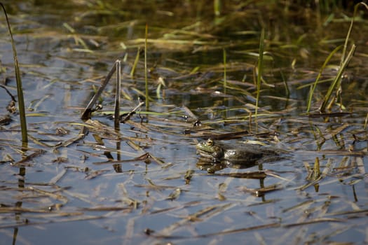 Marsh Frog at Rainham Marshes