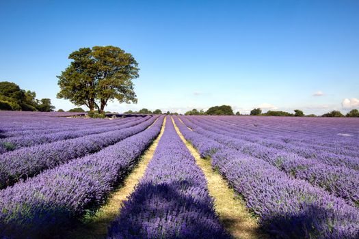 Lavender field in Banstead Surrey