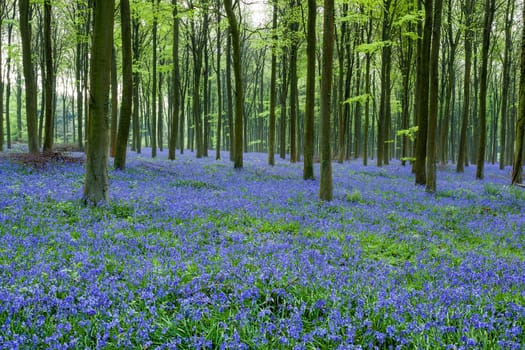 Bluebells in Wepham Woods