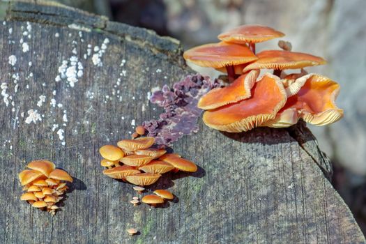 Velvet Shank Fungi (Flammulina velutipes) growing on an old tree stump