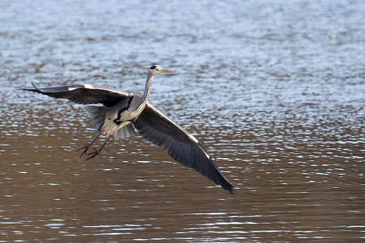 Grey Heron Coming in to Land at Warnham Nature Reserve
