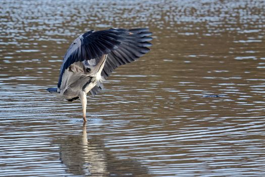 Grey Heron Fishing