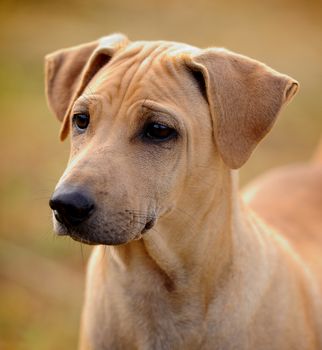 Thai Ridgeback Dog